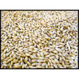 Belgian Pale Malt 10 lbs in Base Grains