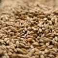 Grains
