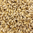 Riverbend 6-Row Pilsner Malt - 1 lb in Base Grains