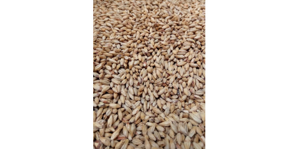 Aromatic Malt    1 oz in Specialty Grains
