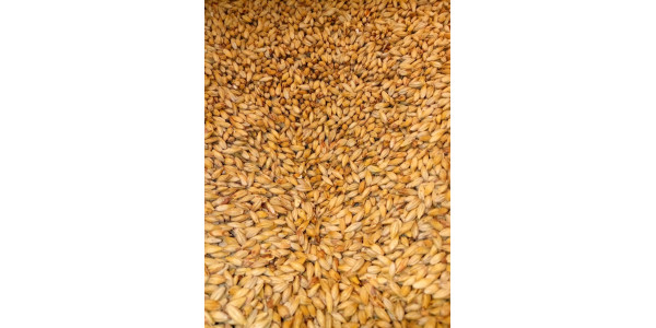 Belgian Aromatic Malt      1 lb in Specialty Grains