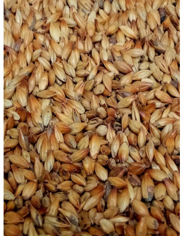 Caramunich I  30-38 L      1 lb in Specialty Grains