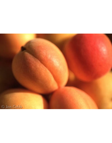 Apricot Fruit Wine Kit in Fruit, Juice & Concentrates