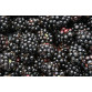 Blackberry Fruit Wine Kit