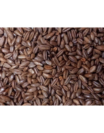 German Chocolate Rye Malt - 1 oz in Specialty Grains