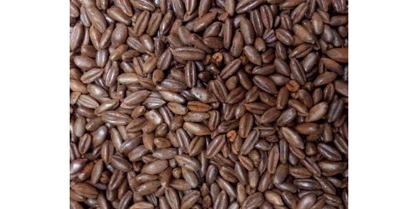 German Chocolate Rye Malt - 1 oz for Specialty Grains by American Brewmaster Homebrew Supplies German Chocolate Rye Malt - 1 oz in Specialty Grains