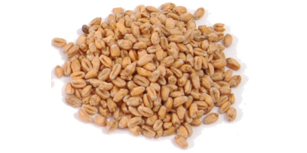 Malted Wheat (Wheat Malt)                    1lbs in Base Grains