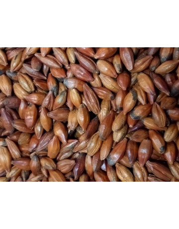 Pale Chocolate Malt 1 oz for Specialty Grains by American Brewmaster Homebrew Supplies Pale Chocolate Malt 1 oz in Specialty Grains