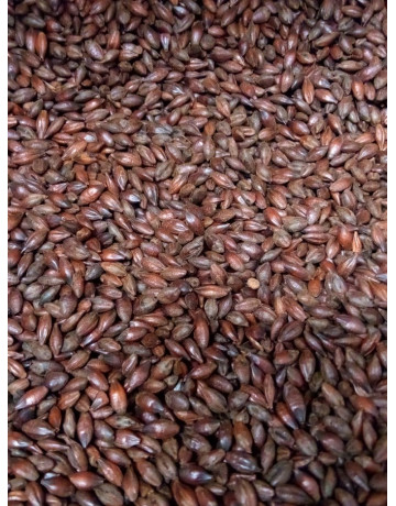 Roasted Barley       1 oz in Specialty Grains
