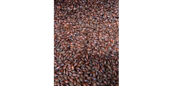 Roasted Barley       1 oz for Specialty Grains by American Brewmaster Homebrew Supplies Roasted Barley       1 oz in Specialty Grains