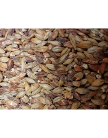 Special Roast       50 L   1 lb in Specialty Grains